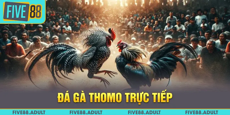 Đá Gà Thomo Trực Tiếp FIVE88 - Kịch Tính Từng Cú Đá 2025