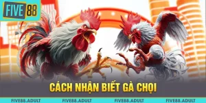 Cách Nhận Biết Gà Chọi FIVE88 - Từ Chi Tiết Nhỏ Nhất 2025