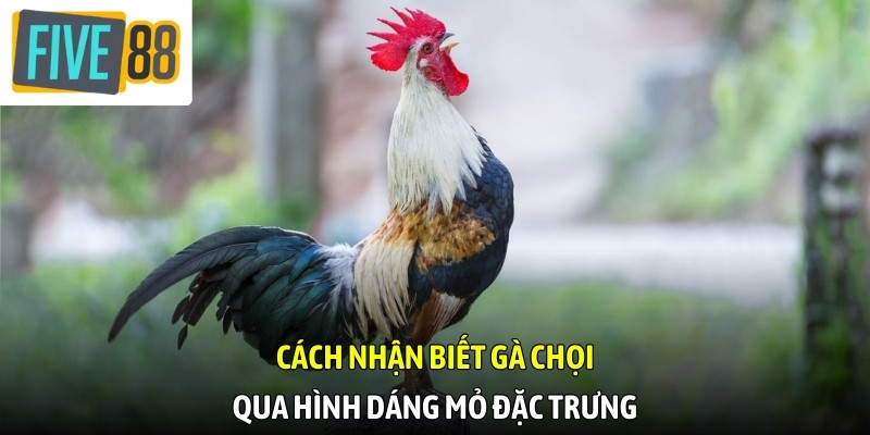 Kinh nghiệm phân biệt chiến kê giúp tối ưu hiệu quả chọn lựa