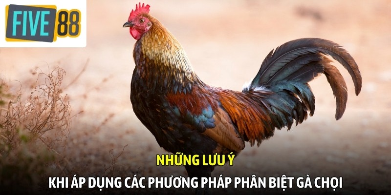 Những lưu ý khi áp dụng các phương pháp phân biệt gà chọi