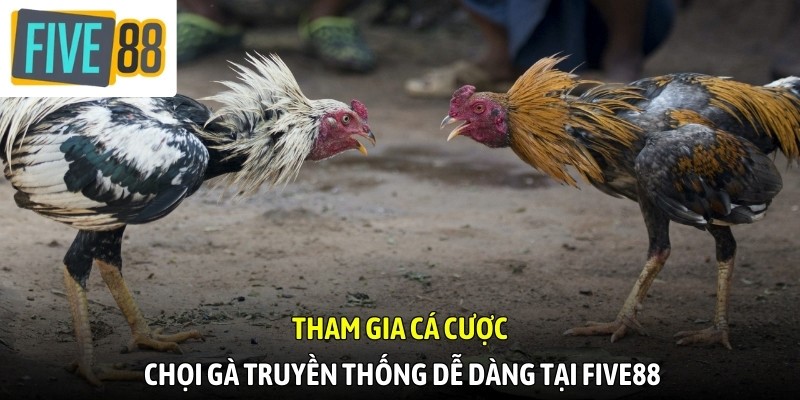 Tham gia cá cược chọi gà truyền thống dễ dàng tại FIVE88