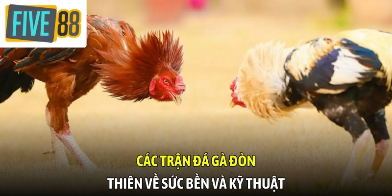 Chú ý đến chiến kê là yếu tố quan trọng khi tham gia đá gà đòn