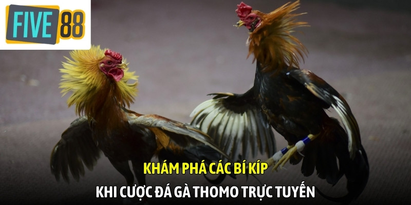 Khám phá các bí kíp khi cược đá gà Thomo trực tuyến