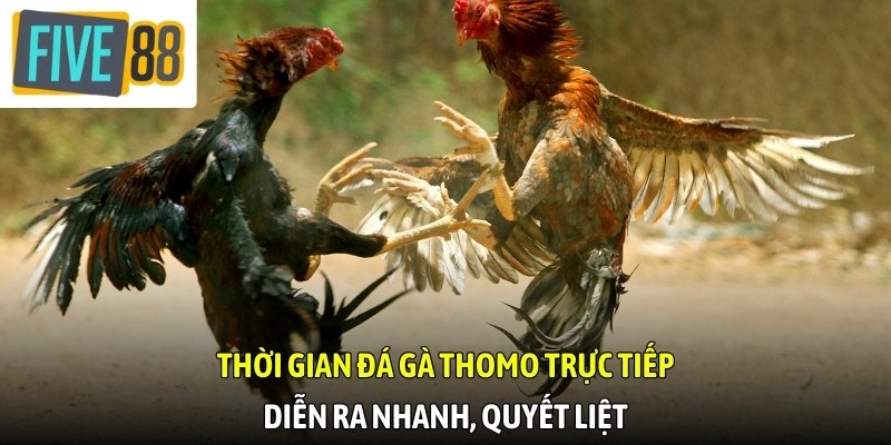 Thời gian đá gà Thomo trực tiếp diễn ra nhanh, quyết liệt